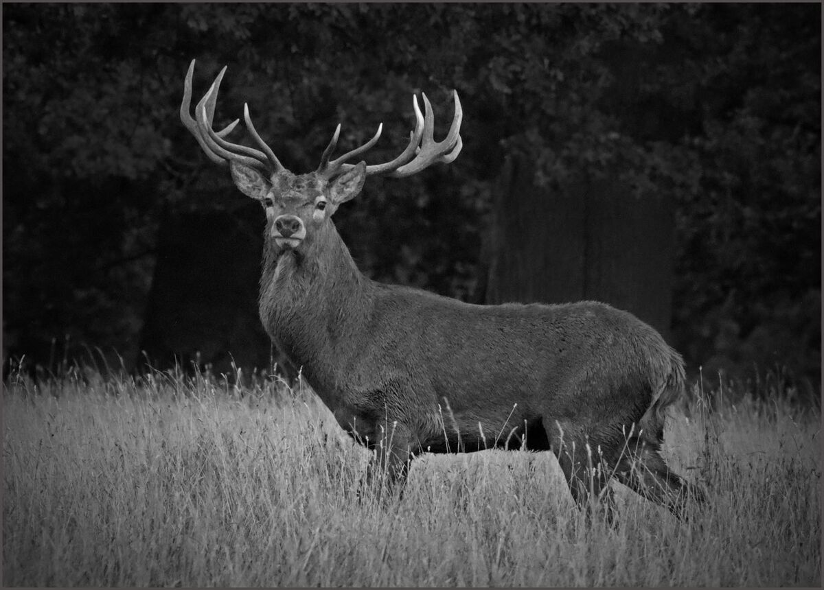 Standing Proud - Ian Parker